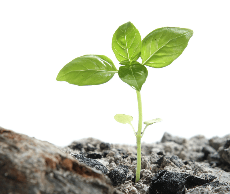 GoodNews-Friday-Love-Howick-Post-2-800x675